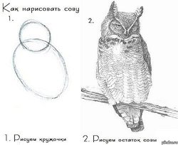 nea.jpg