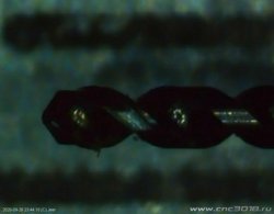 IMG_078_crop_cr.jpg